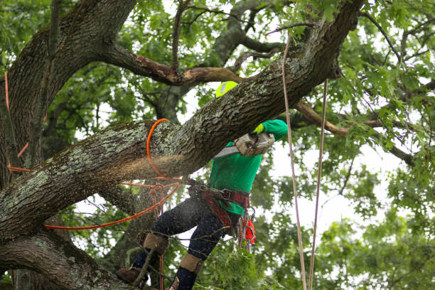 How Our Tree Care Process Works  in  Little River, SC