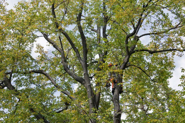 Best Tree Removal  in Little River, SC